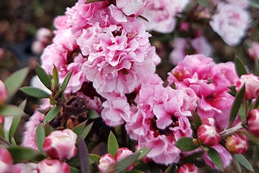 Leptospermum Sunraysia.jpg